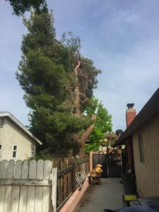 pine tree along property line