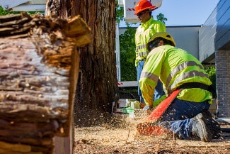 worker trimming a tree in hesperia