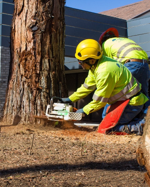 slide 11 tree removal lancaster,ca