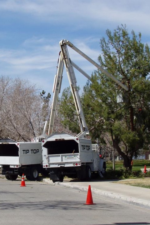 Tree pruning indianapolis, Victorville CA